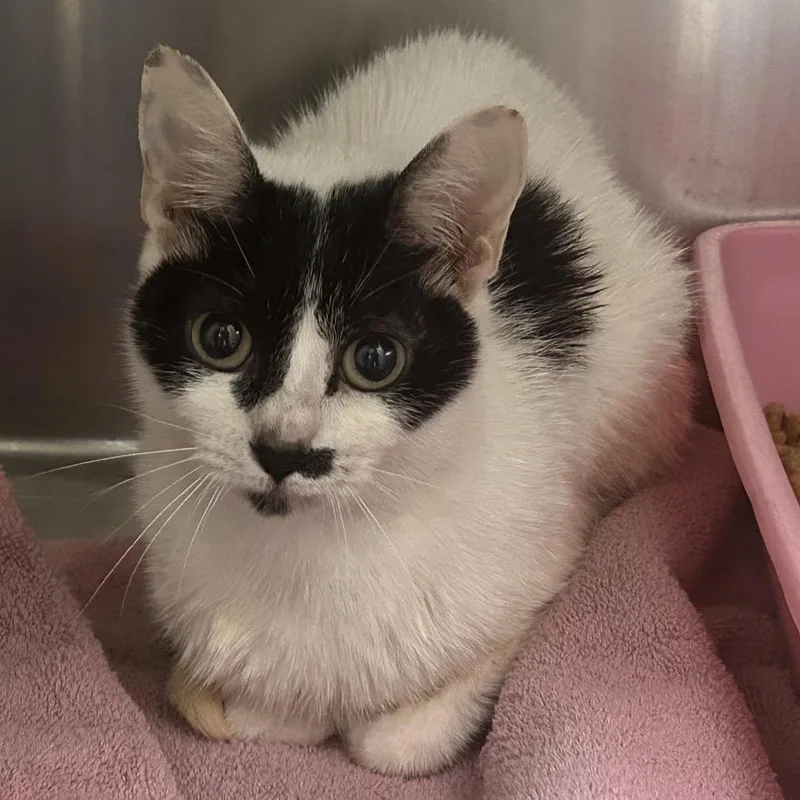 An adult medium-sized female White American Shorthair cat named Domino for adoption in Galveston, TX
