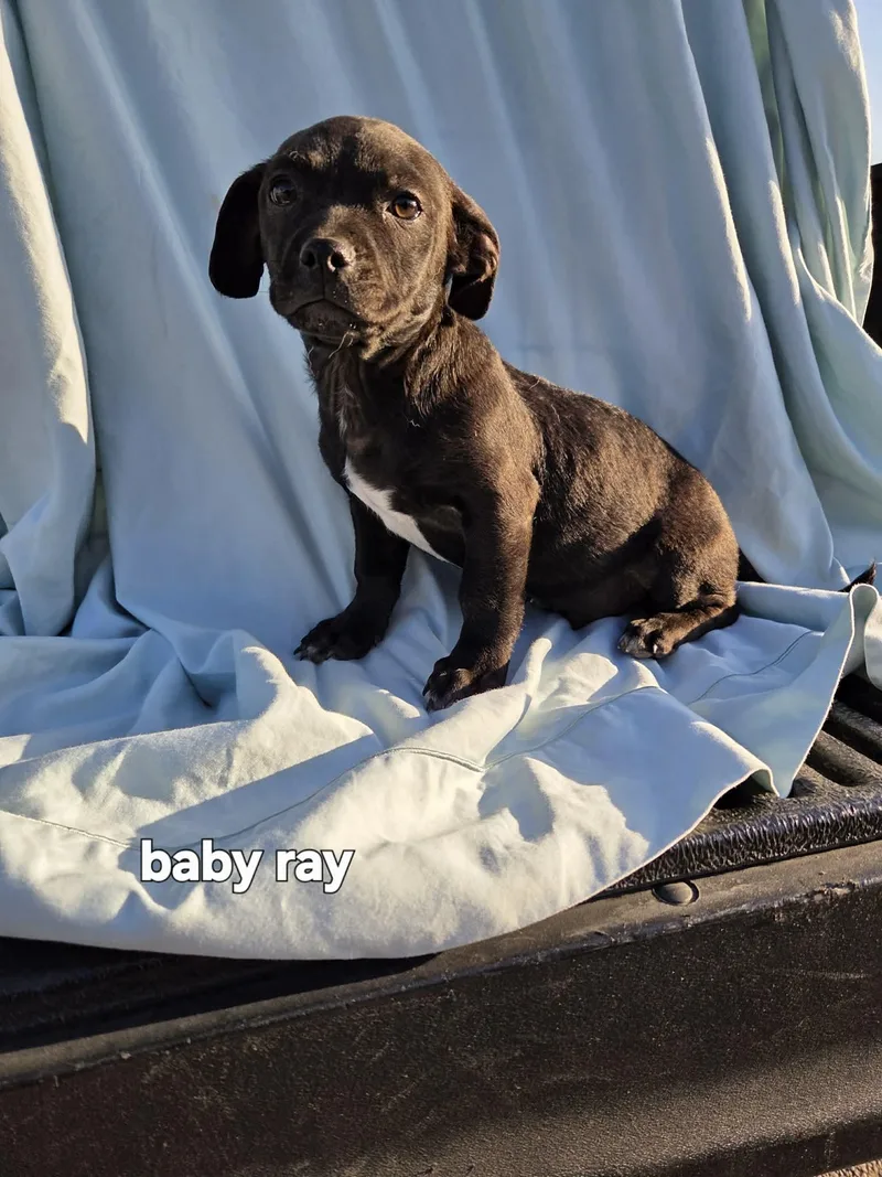 A baby medium-sized male Black Carolina Dog dog named Baby Ray Mm for adoption in Austin, TX