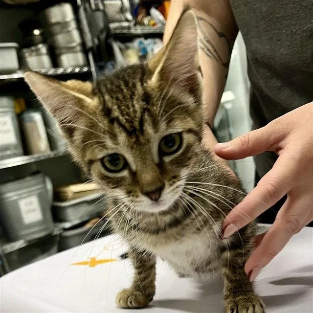 A baby small-sized male Brown / Chocolate Domestic Short Hair cat named Softshell Crab for adoption in Tavares, FL