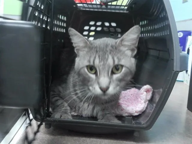 An adult medium-sized male Domestic Short Hair cat named Toby for adoption in Omaha, NE