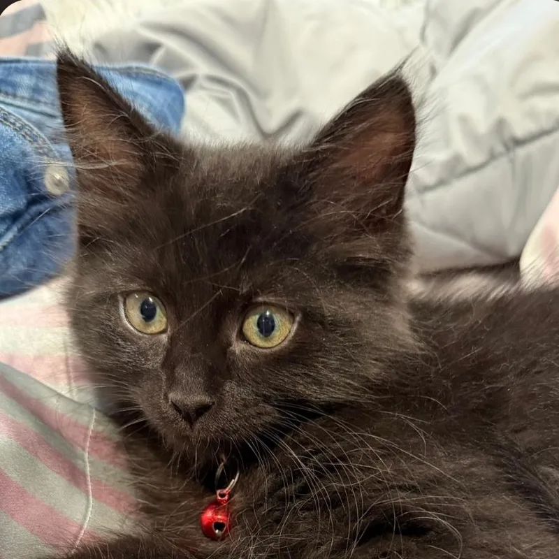 A baby medium-sized male Black Domestic Medium Hair cat named Cobra for adoption in Brentwood, CA