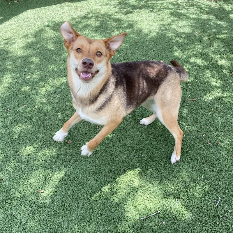 A young medium-sized female Brown / Chocolate Shepherd dog named Angel for adoption in LOXAHATCHEE, FL