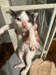 A young medium-sized male Domestic Short Hair cat named Vincent for adoption in Chico, CA