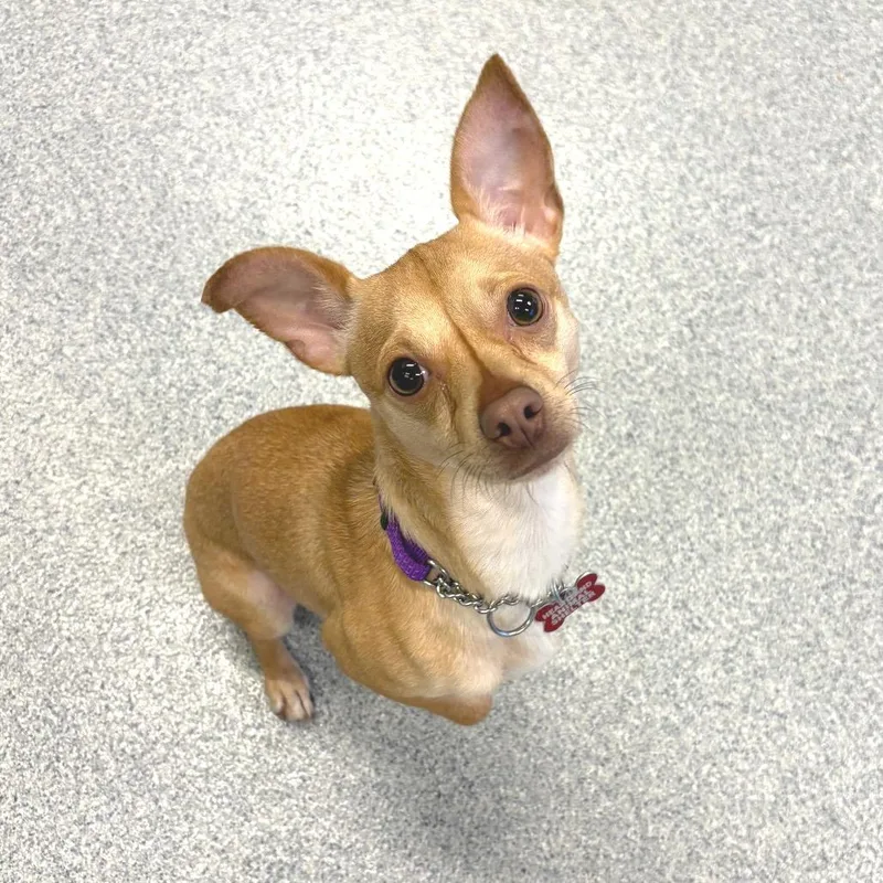 A young small-sized male Apricot / Beige Chihuahua dog named Maje for adoption in Wheeling, IL