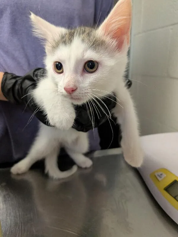 A young small-sized female White Domestic Short Hair cat named Insider Trading for adoption in Cincinnati, OH
