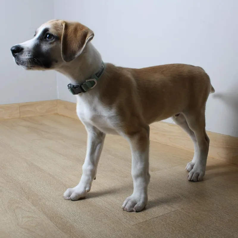 A baby medium-sized male White / Cream Labrador Retriever dog named Bandit D for adoption in Minnetonka, MN