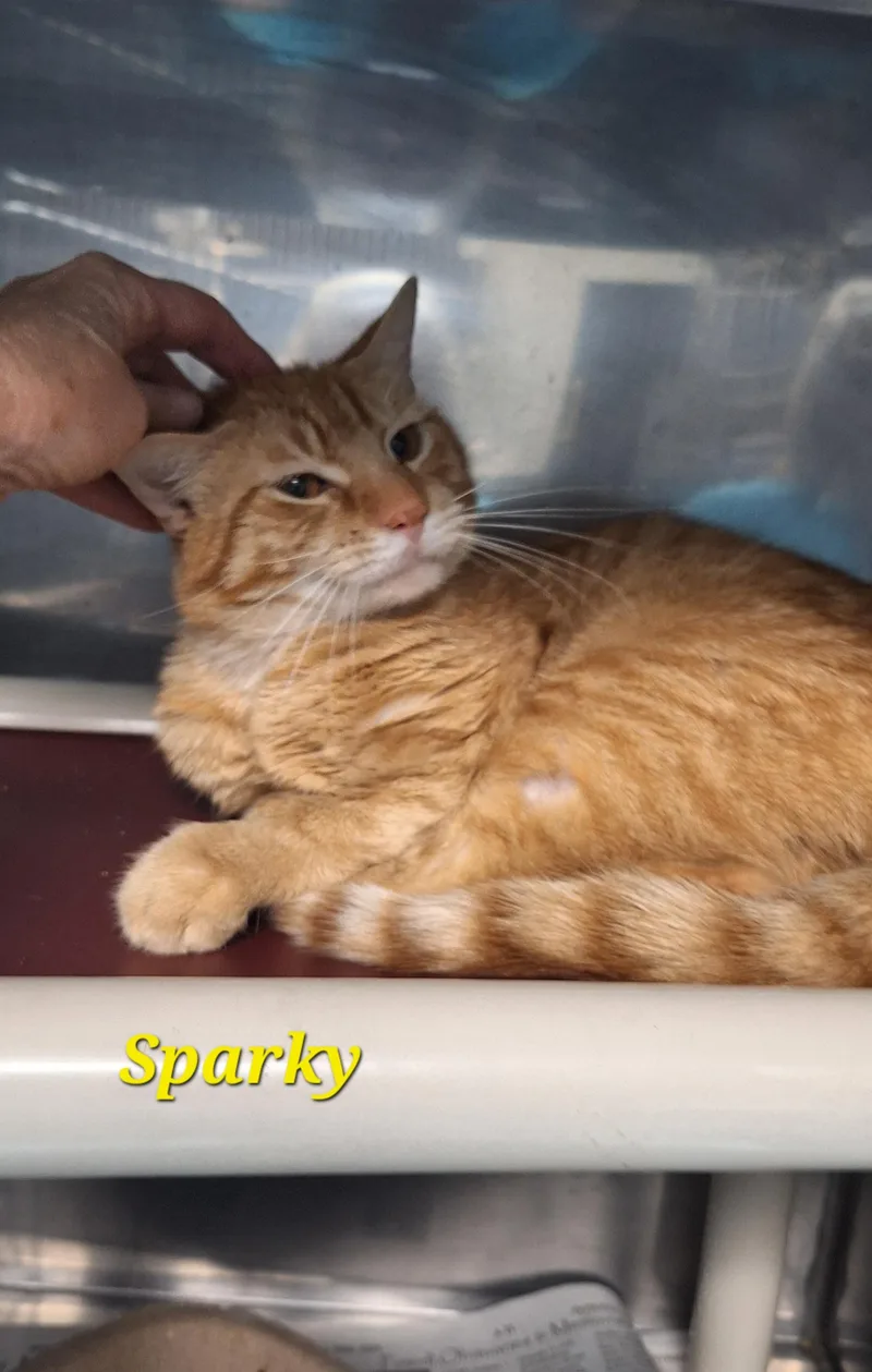 An adult medium-sized male Orange & White Tabby cat named Sparky for adoption in Stanton, KY