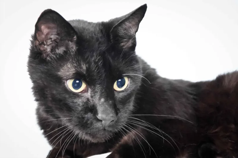 A senior small-sized male Domestic Short Hair cat named Eduardo for adoption in Loveland, CO