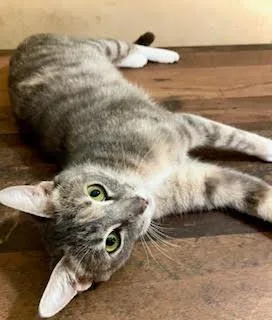 Chief And Diamond thumbnail 3