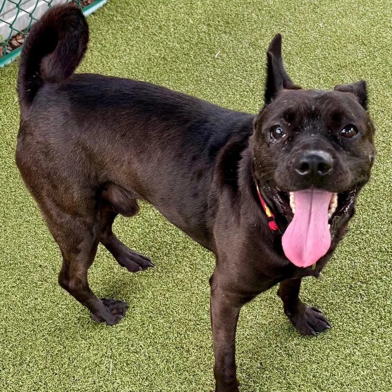 An adult medium-sized male Black Pug dog named Totty for adoption in Austin, TX