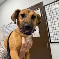 A baby small-sized female Chihuahua dog named Dolly Parton for adoption in Durango, CO