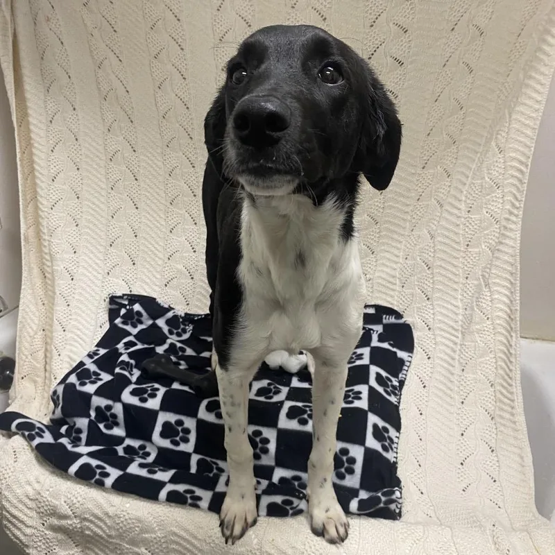 A young medium-sized female Black Mixed Breed dog named Kiri for adoption in Caryville, TN