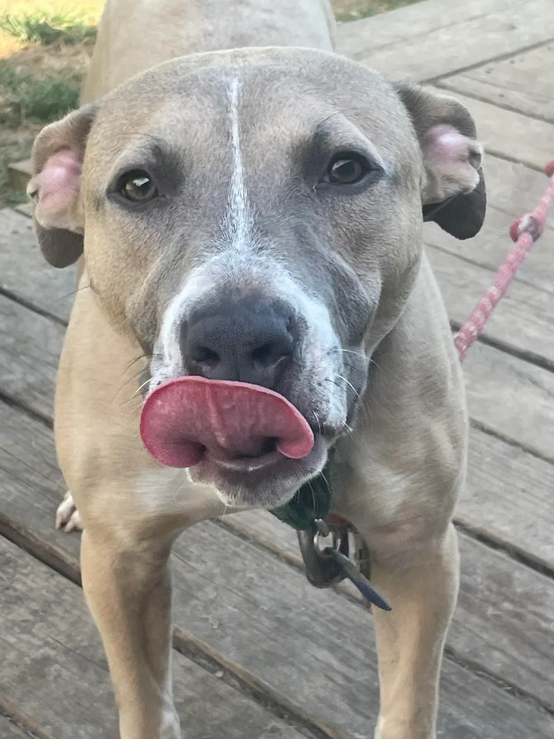 A young medium-sized male Gray / Blue / Silver Pit Bull Terrier dog named Diesel for adoption in Scottsville, KY