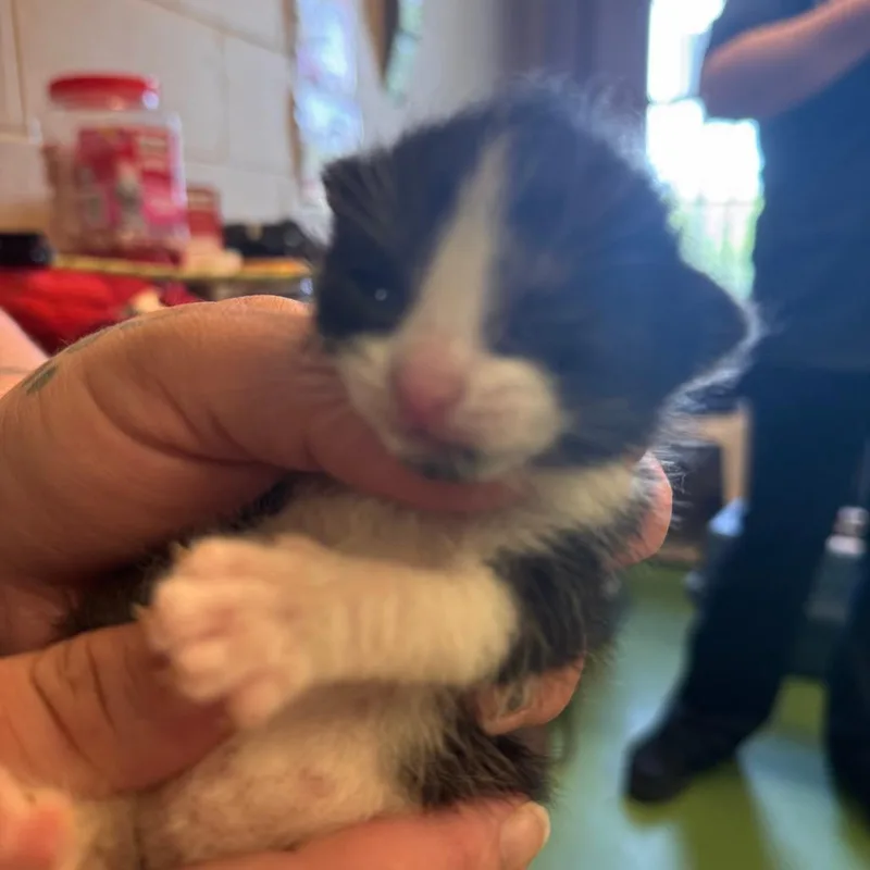 A baby small-sized male Black Domestic Short Hair cat named Gru for adoption in South Haven, MI