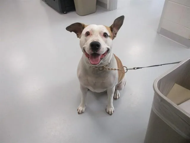 An adult medium-sized female American Staffordshire Terrier dog named Phoebe for adoption in Ocala, FL