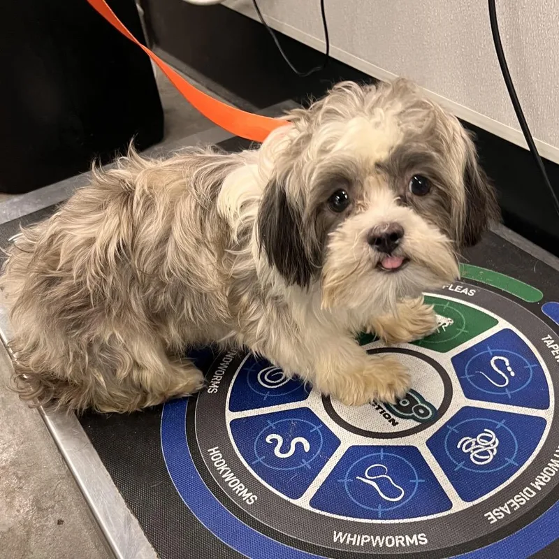A young small-sized male White / Cream Shih Tzu dog named Deany for adoption in Tampa, FL