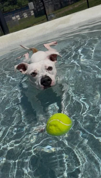 An adult medium-sized male White / Cream Pit Bull Terrier dog named Spike for adoption in Reisterstown, MD