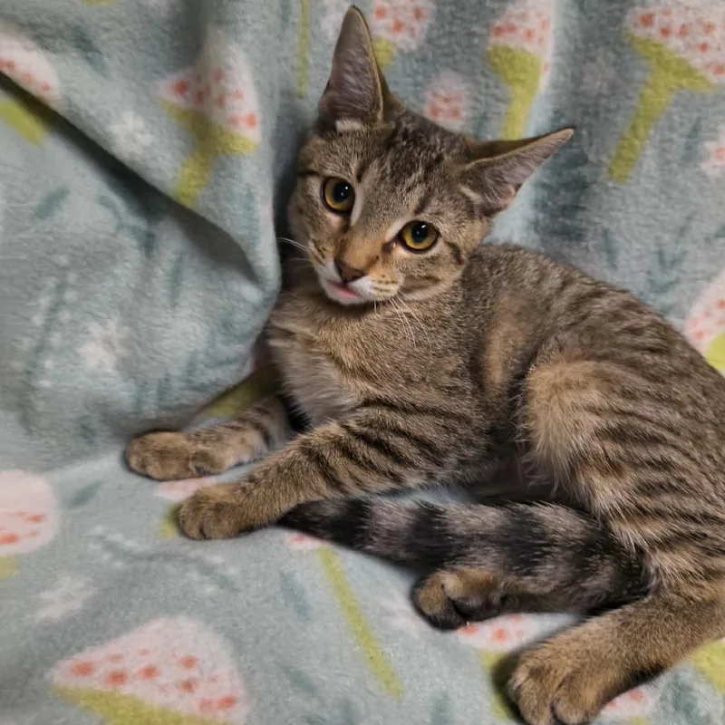 A baby small-sized female Brown / Chocolate Domestic Short Hair cat named Blinky for adoption in Laredo, TX