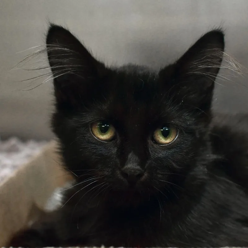 A baby small-sized male Black Domestic Medium Hair cat named Cobweb for adoption in Ottawa, KS