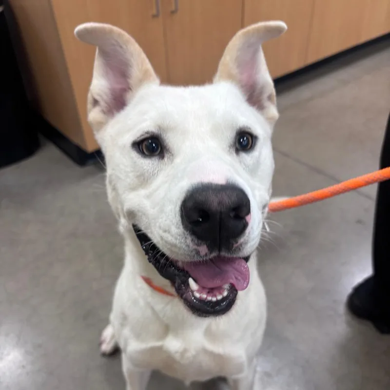 An adult large-sized male White / Cream Mixed Breed dog named YORKStray for adoption in York, PA