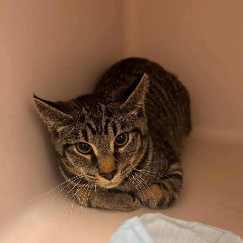 A young medium-sized male Domestic Short Hair cat named Darky for adoption in Rocky Mount, VA