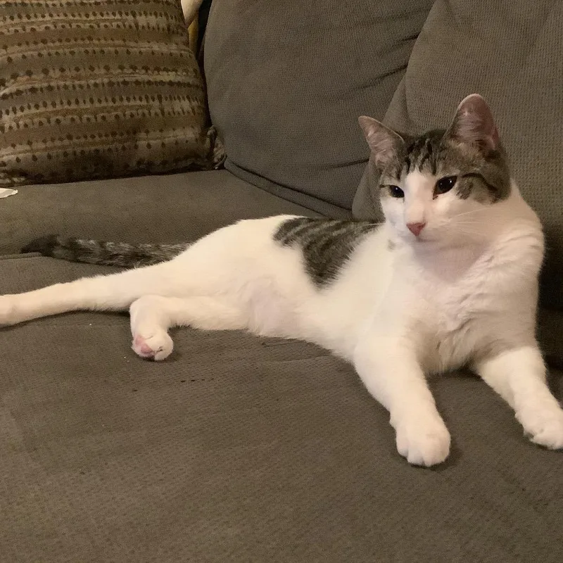 Guttermouth thumbnail 2