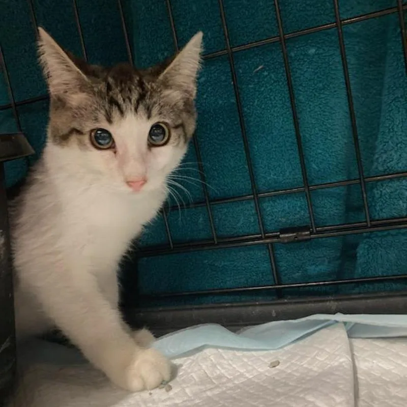 Guttermouth thumbnail 3