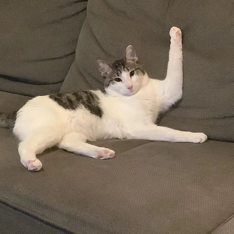 Guttermouth thumbnail 4