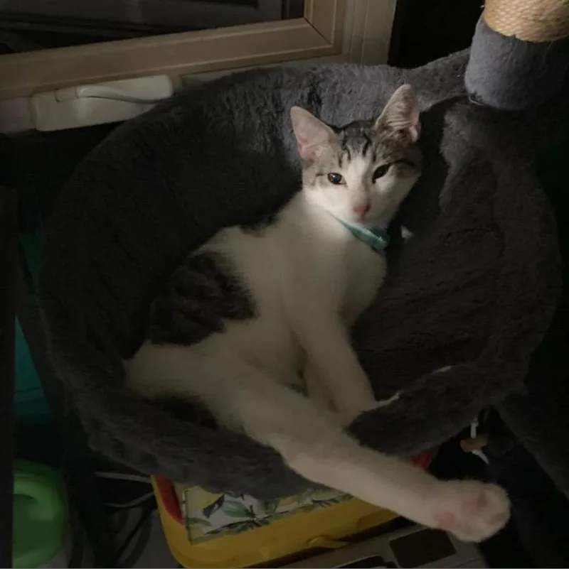 Guttermouth thumbnail 6