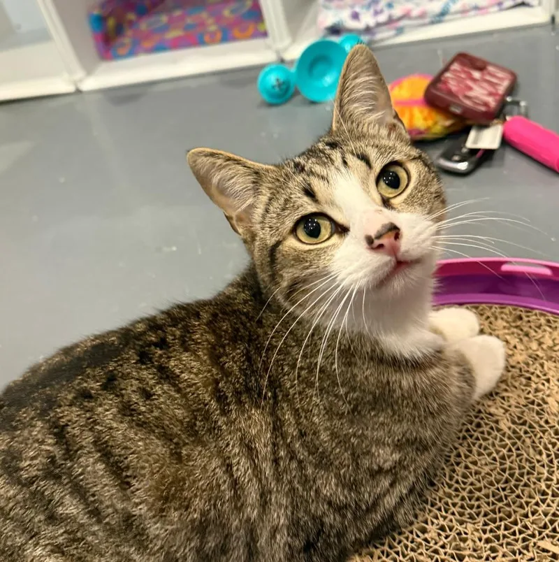 A baby medium-sized male Domestic Short Hair cat named Fernando for adoption in South Bend, IN