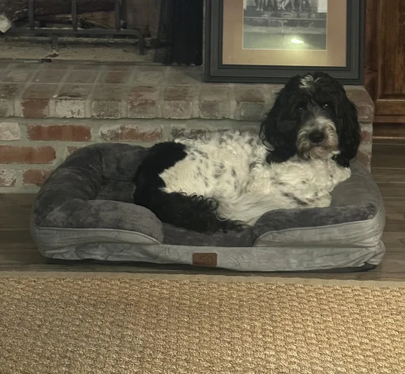 An adult medium-sized male Labradoodle dog named CHARLIE the Doodle for adoption in Alexandria, LA