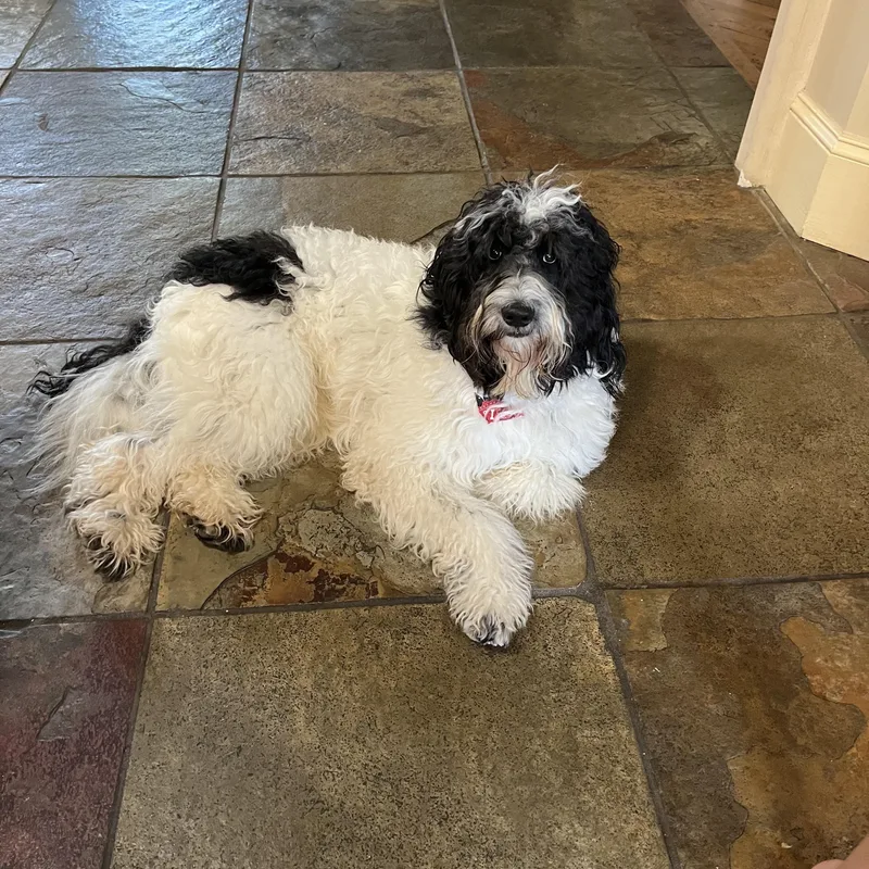 CHARLIE the Doodle thumbnail 2