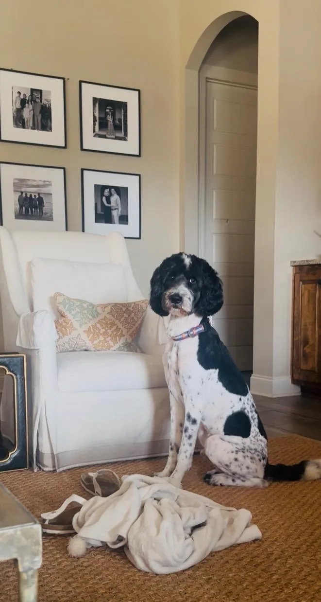 CHARLIE the Doodle thumbnail 3