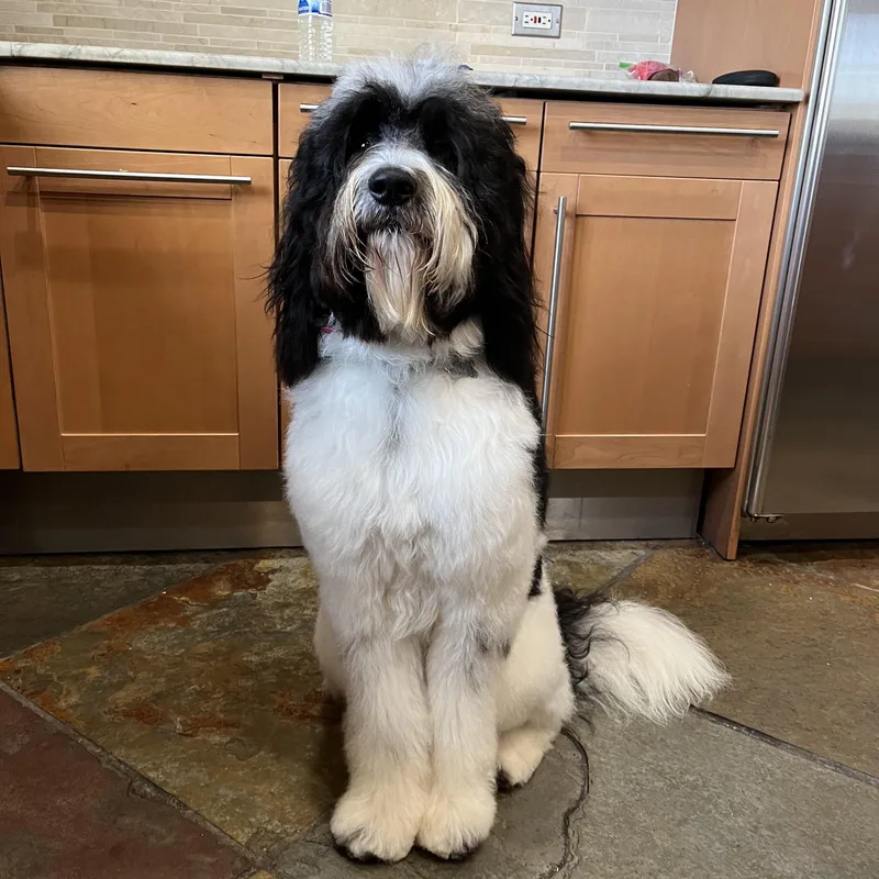 CHARLIE the Doodle thumbnail 4
