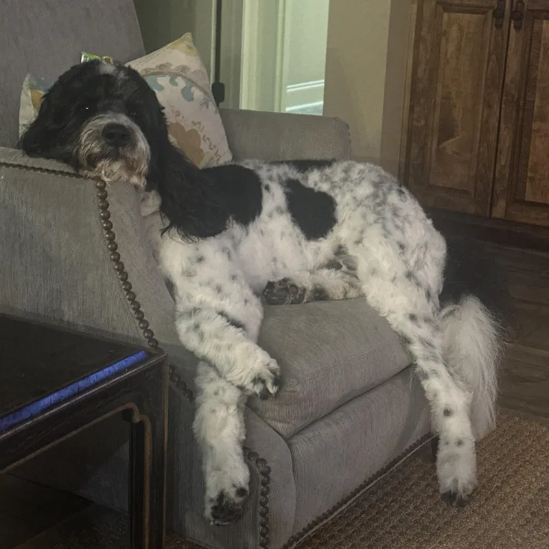 CHARLIE the Doodle thumbnail 5