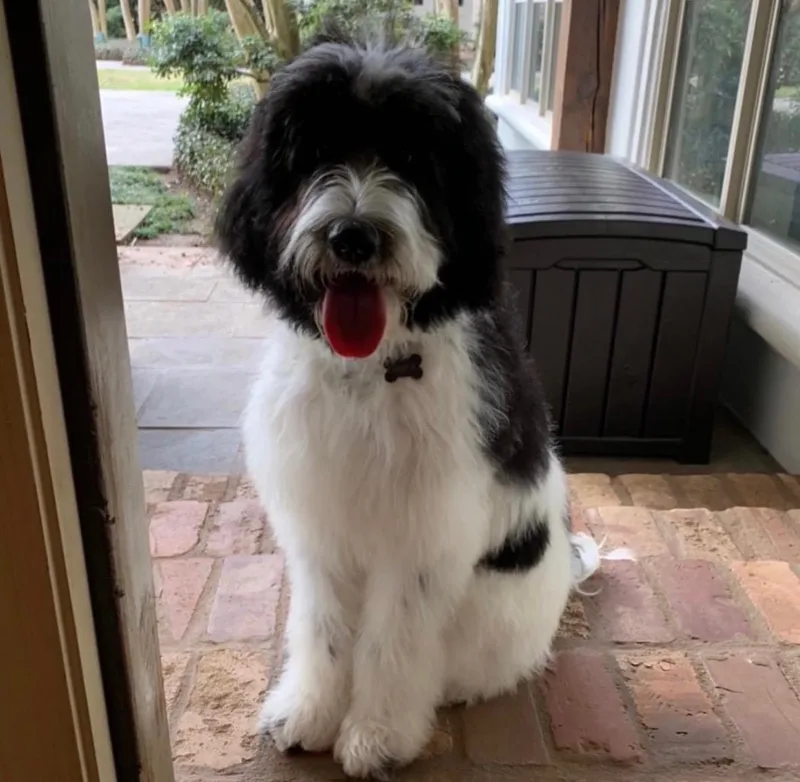 CHARLIE the Doodle thumbnail 6