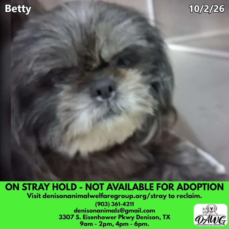 An adult small-sized female Black Shih Tzu dog named Betty for adoption in Denison, TX
