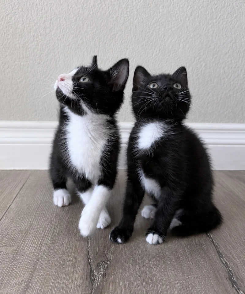 A baby medium-sized female Black & White / Tuxedo Domestic Short Hair cat named Luke & Leia for adoption in San Diego, CA