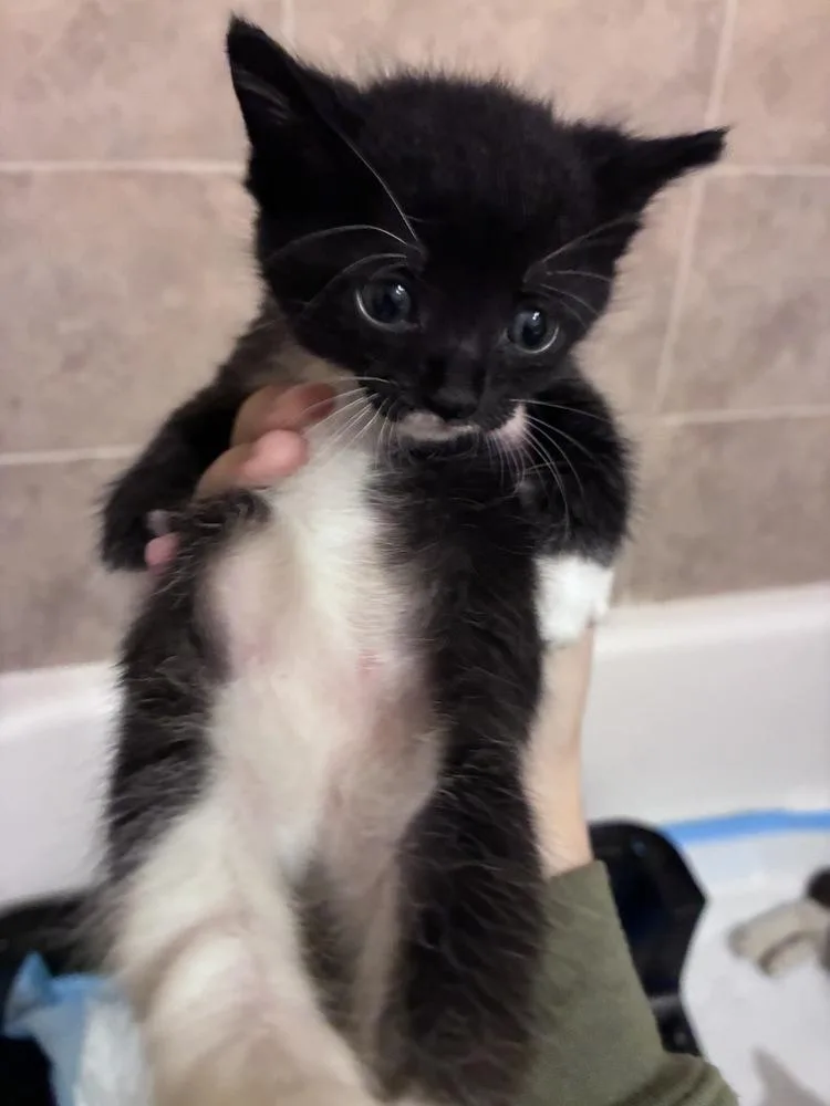 A baby small-sized male Black & White / Tuxedo Domestic Short Hair cat named Snuggle for adoption in Orlando, FL