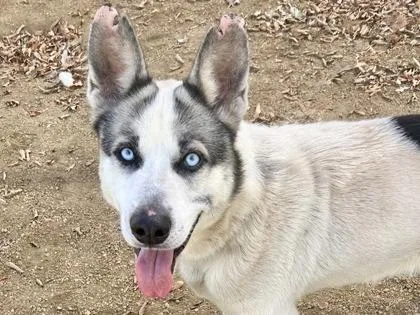 An adult large-sized male White / Cream Mixed Breed dog named Maverick for adoption in Georgetown, TX
