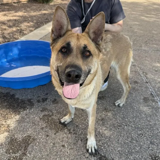 A young large-sized female German Shepherd Dog dog named Trinity for adoption in Mesa, AZ