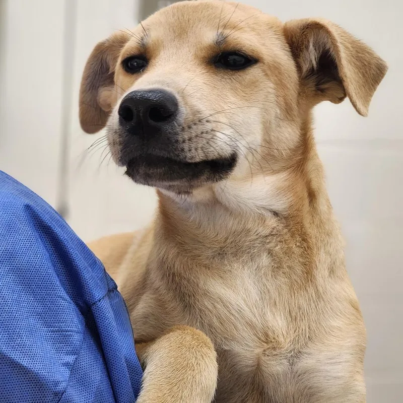 A baby medium-sized female Yellow / Tan / Blond / Fawn Mixed Breed dog named Monroe for adoption in Auburn, AL