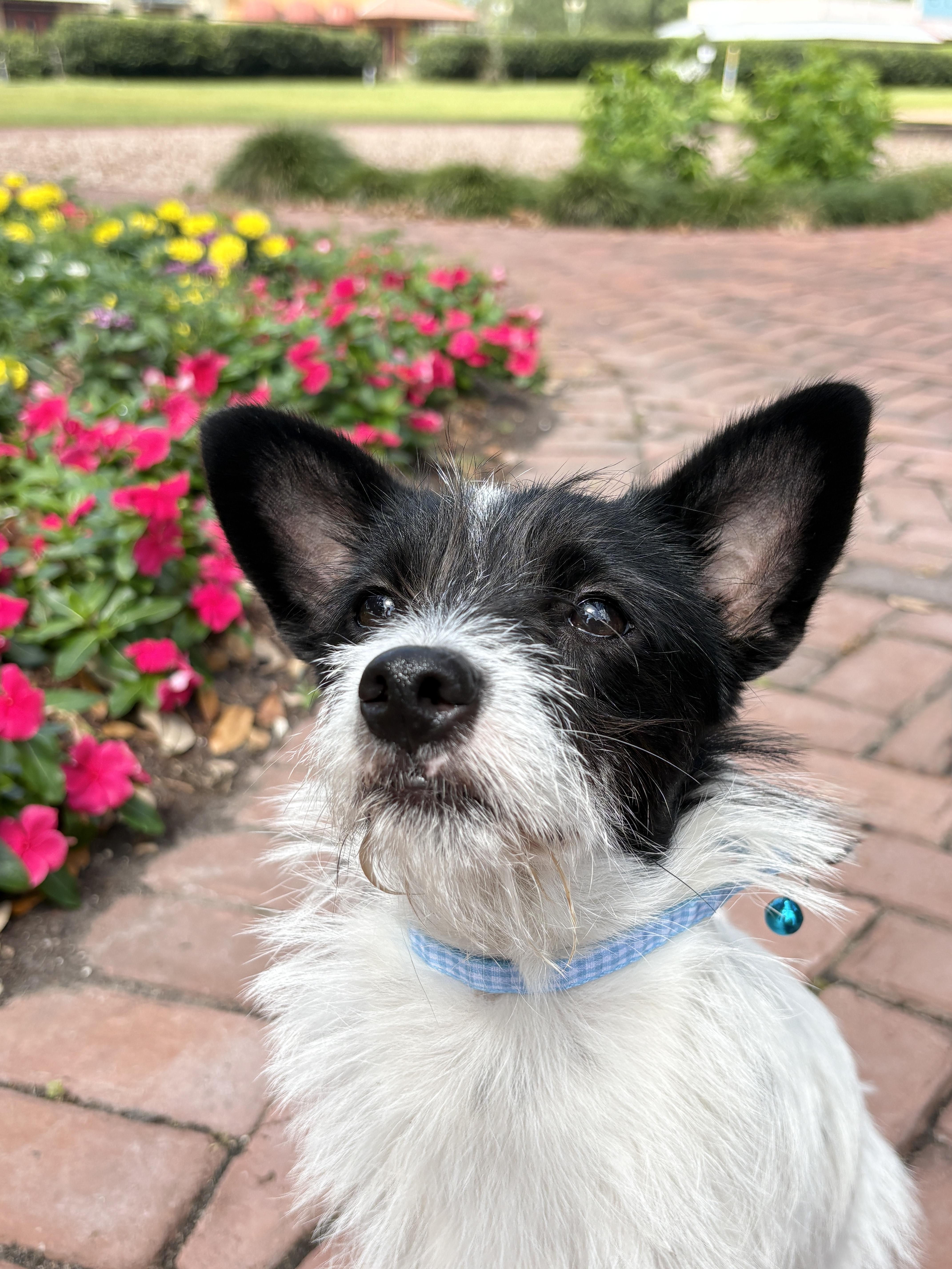 Scooter Loves His Walk
