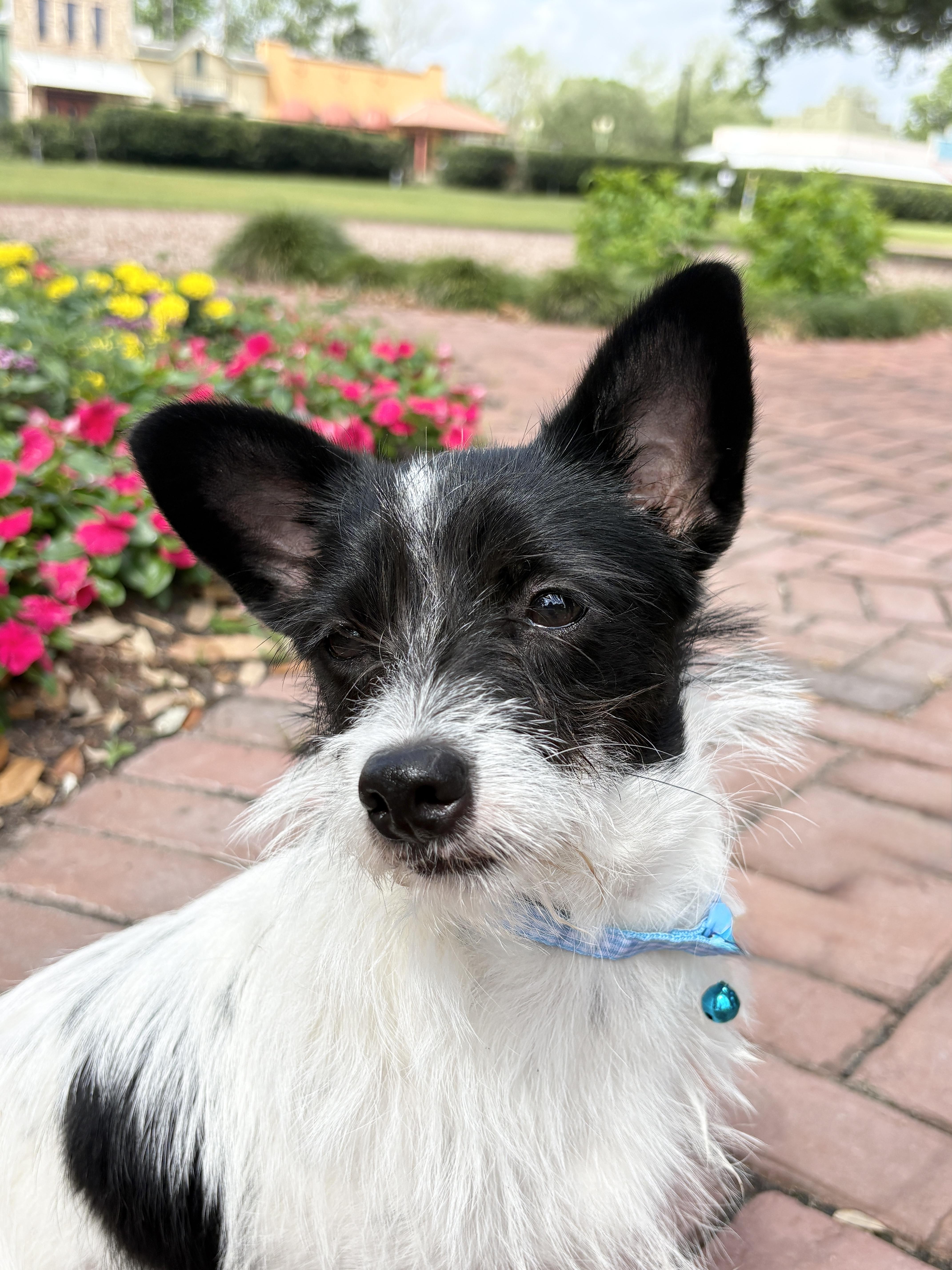 Scooter Loves His Walk thumbnail 2