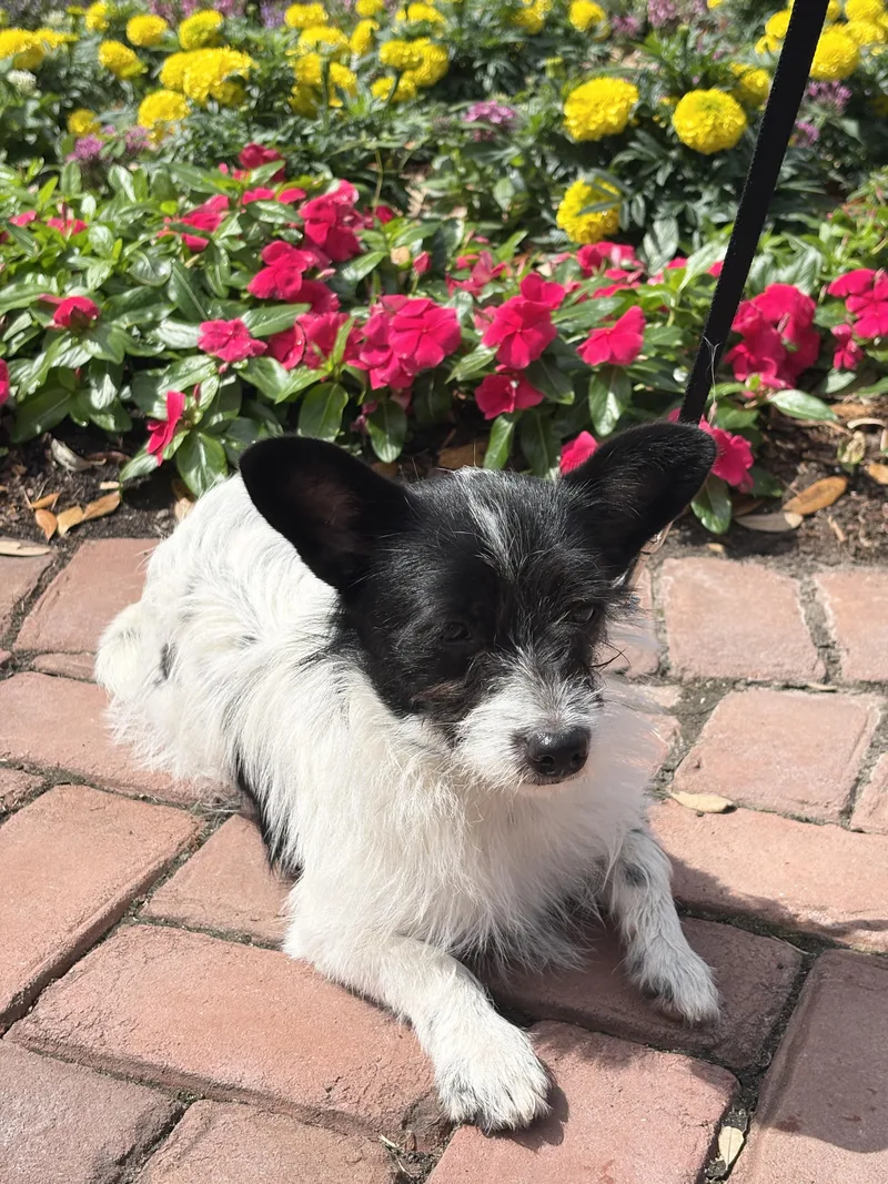 Scooter Loves His Walk thumbnail 3