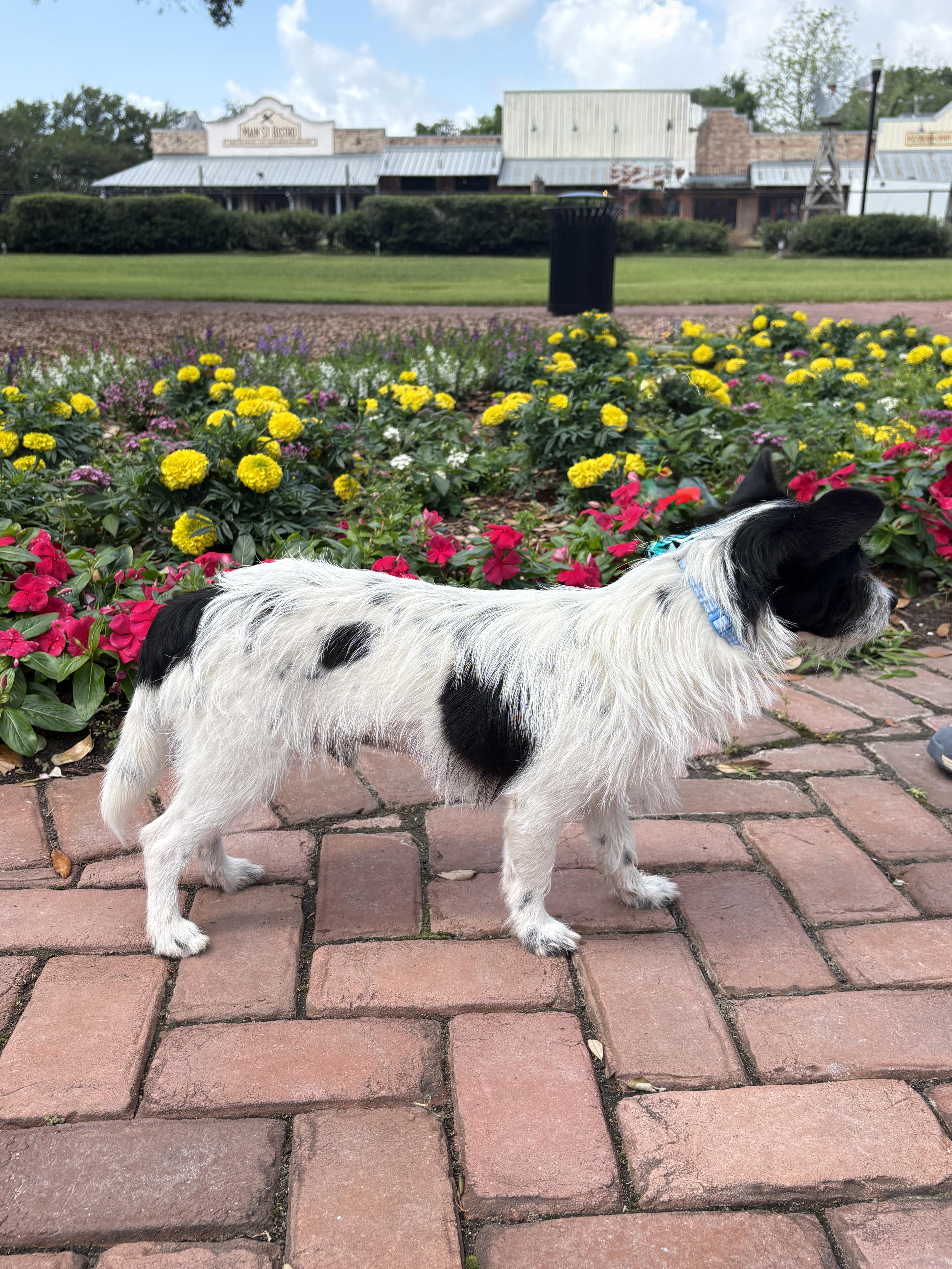 Scooter Loves His Walk thumbnail 5