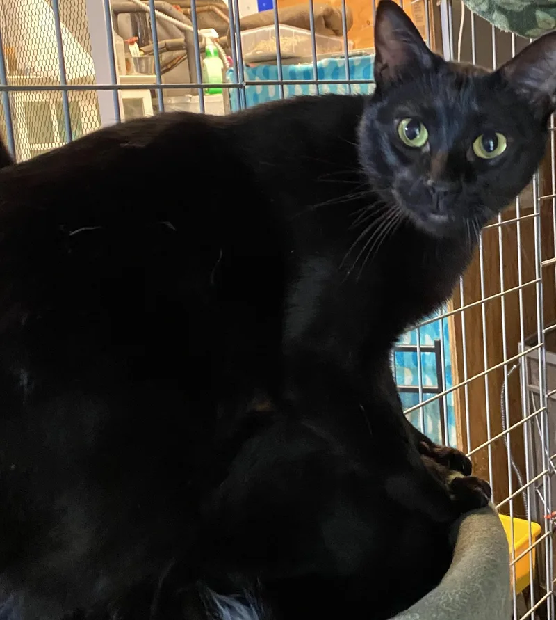 An adult medium-sized male Black Domestic Short Hair cat named Blueberry for adoption in Stanwood, WA