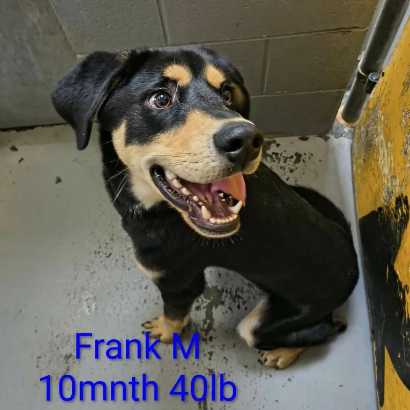A young medium-sized male Black Mixed Breed dog named Frank for adoption in Fairfax Station, VA