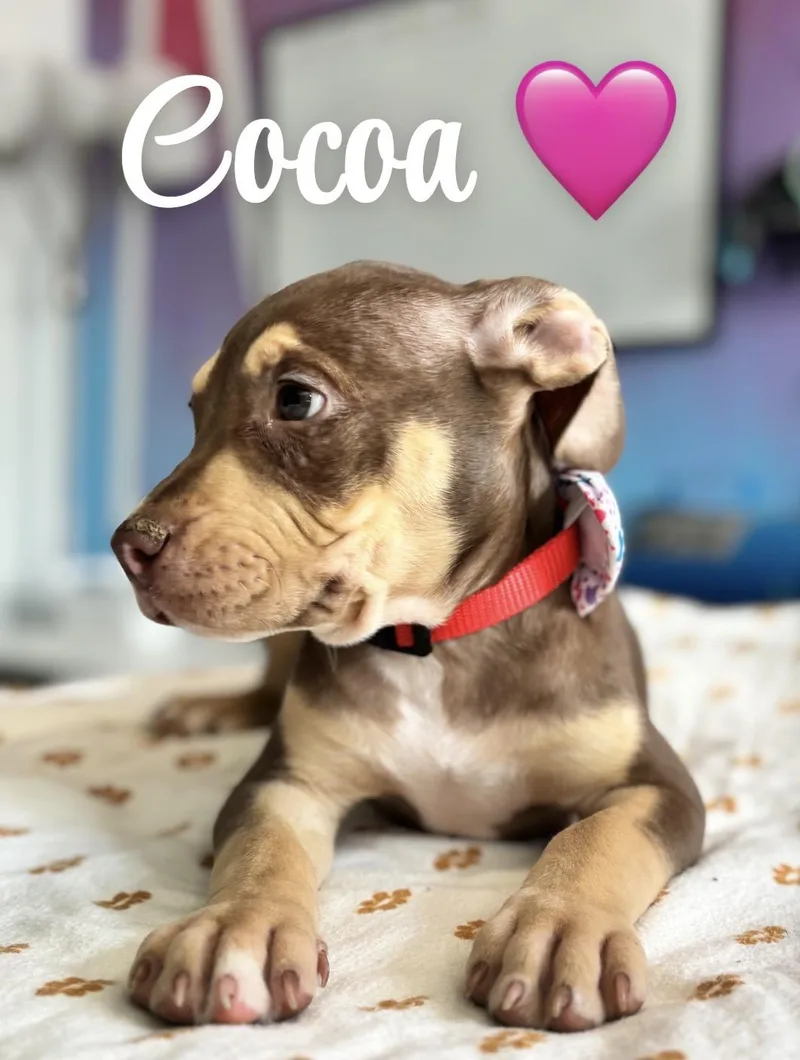 Cocoa