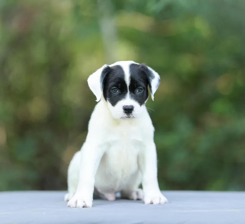 A baby medium-sized male Black American Bulldog dog named Tyson for adoption in Lucedale, MS